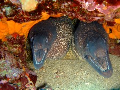 Scufundari in apele Greciei