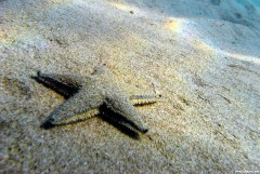 Arealuri pentru scuba-diving in Grecia