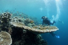 Scuba Diving - Scufundari cu aparatul autonom de respirat sub apa