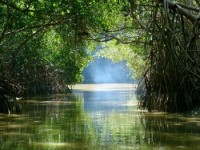 Tunel de mangrove pe Insula Holbox