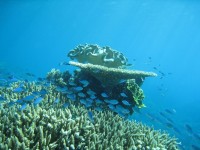 Formatiune de corali, Marea Bariera de corali, Australia
