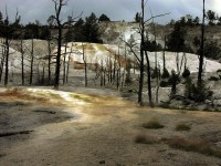 Izvoarele termale ale Mamutilor, Yellowstone NP, SUA