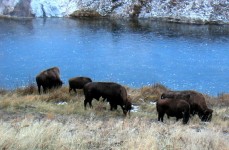 Turma de bizoni salbatici, Yellowstone, SUA