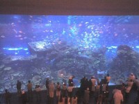 Dubai Mall Aquarium, Emiratele Arabe