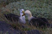 Arhipelagul Galapagos