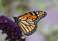 Fluture Monarh